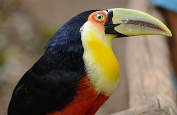 Toucan / ...