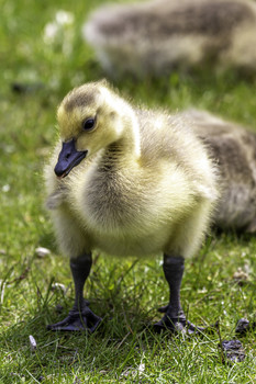 Young Goose / This young goose was sticking out its tongue, I'm sure it wasn't at me