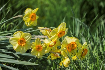 Narzissen / ***