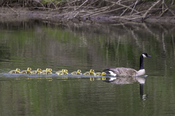 Mother and Chicks / This mother Canadian goose had quite a brood of chicks