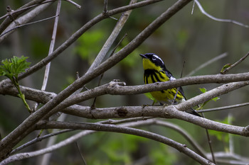 Magnolia Warbler / This beautiful Magnolia Warbler was just hanging out in this park