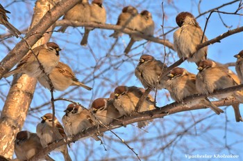 Sparrows / ***