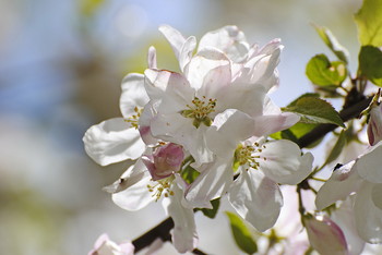 Blühende Frühlings / ***