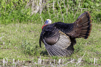 Wild Turkey Drake / This wild turkey drake was showing off his stuff