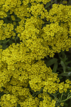 Basket of Gold / This clump of flowers is called Basket of Gold and flowers in the spring
