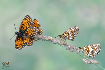 Crowd / Specimens of Melitaea