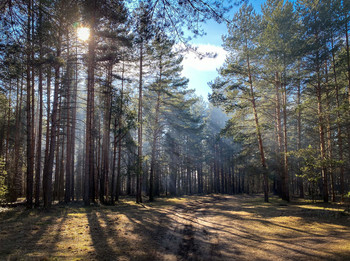 Waldlandschaft / ***