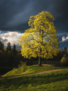 The tree in the rays of the may sun. / The tree in the evening rays of the may sun. Gatchina.