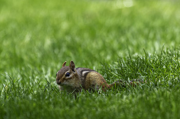 Chipmunk Stare / This chipmunk tried to stare me down from a respectful distance