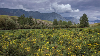 Flowers, mountains and cows ...... / ***