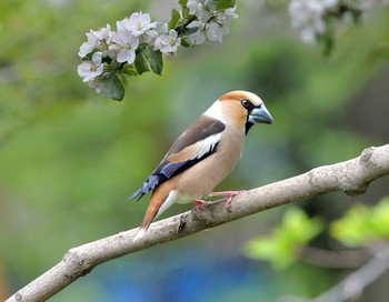 Grosbeak / ***