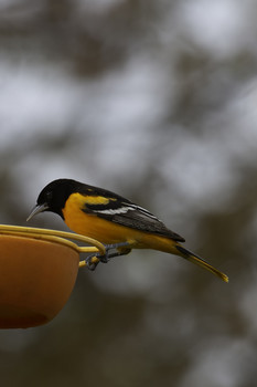 Baltimore Oriole / This male Baltimore Oriole and its mate enjoyed this yard