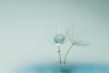 Dandelion macro / 1st attempt at a dandelion seed macro shot.