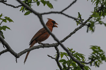 Northern Cardinal / This beautiful Northern cardinal was singing while I had lunch the other day