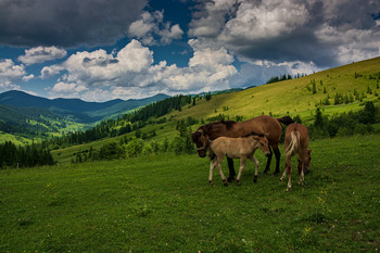 Auf der Weide / ***