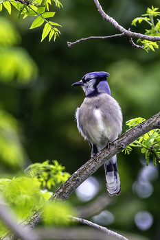 Beautiful Blue Jay / This beautiful Blue Jay was hanging around all day