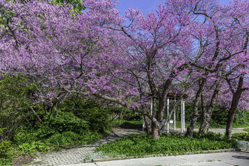 Small Beautiful Park / This small park was beautiful with the cherry blossoms out full