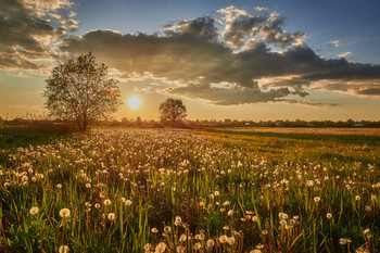 Löwenzahn in den Sonnenuntergang / ***