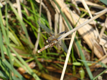Dragonfly / ***