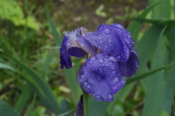 Nach dem Regen / ***