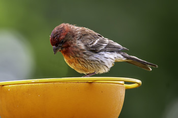 Purple Finch / This Purple Finch loved coming into this yard to find food