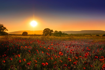 Mohnfeld im Sonnenuntergang / Landscape