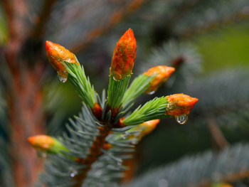 Nach dem Regen / ***