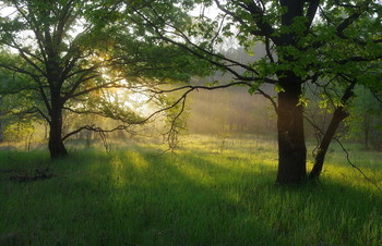 Morgen in den Wald / .....