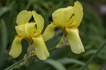 Gorgeous Yellow Iris / I have these gorgeous yellow Iris in my garden