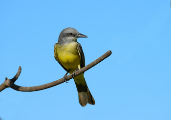 Cassin's kingbird (Tyrannus vociferans) / ***