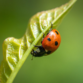 Hunter at Work / the ladybird beetle or ladybug as loved by children everywhere is a voracious hunter.