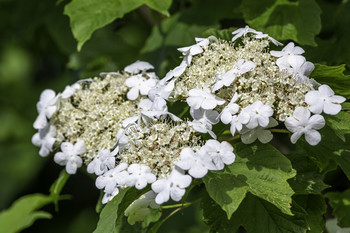 Interesting White Blooms / These interesting white blooms were on a small tree in a natural park