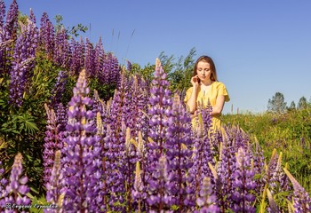 Lupinen / ***