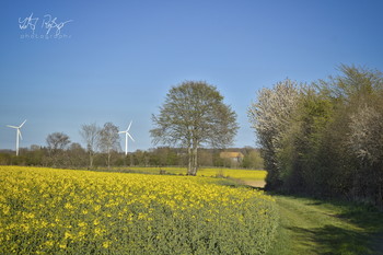 Lovely day / Ein Tag im Frühling mit Raps und wolkenfreiem Himmel.