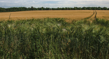 Feld / ***