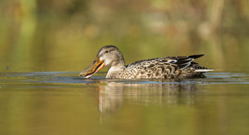 Northern Shoveler / ***