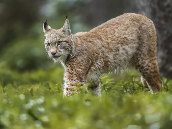 Luxuriös / Luchs