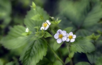 Erdbeere / ***