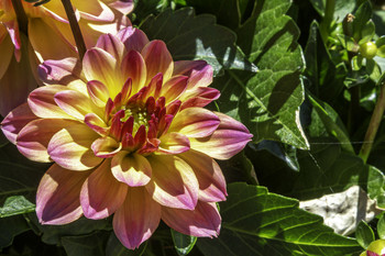 Beautiful Dahlia / This beautiful Dahlia is a newer variety that is produced as an annual for pots in Canada