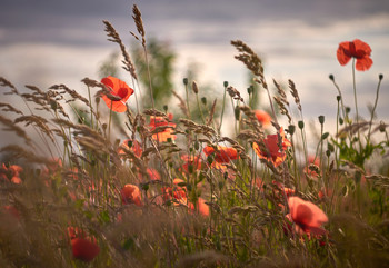 Mohn / ___