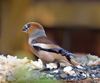 Grosbeak / ***