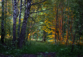 Wald erwacht / ***