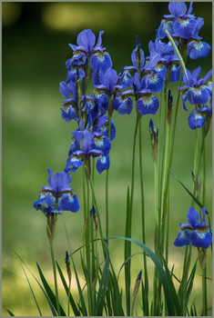 Iris / ***