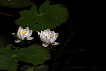 Midsummer Night / Midsummer Night