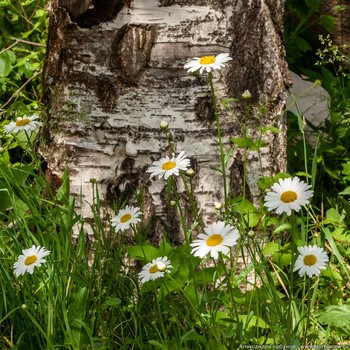 Stillleben mit Gänseblümchen / ***