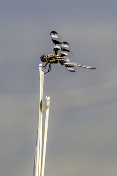 Another Dragonfly / This is another Black and White striped Dragonfly
