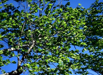 Wind / ***