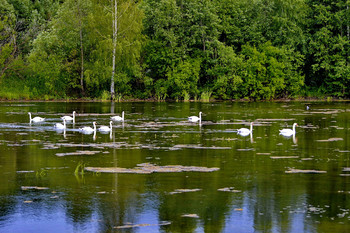 Schwanensee / ***