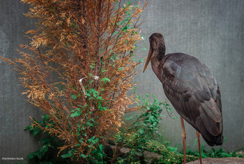 Black Stork / ***