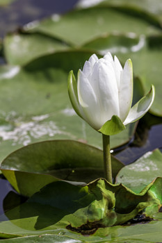 Beautiful Water Lily / Ths beautiful water lily was enjoying a day in the sun